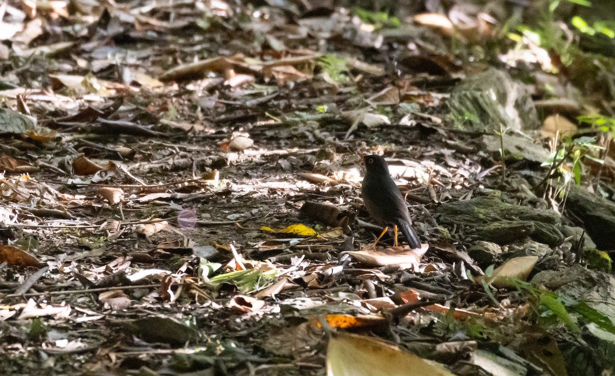 Slaty-backed Nightingale-Thrush (Slaty-backed) - ML407068761