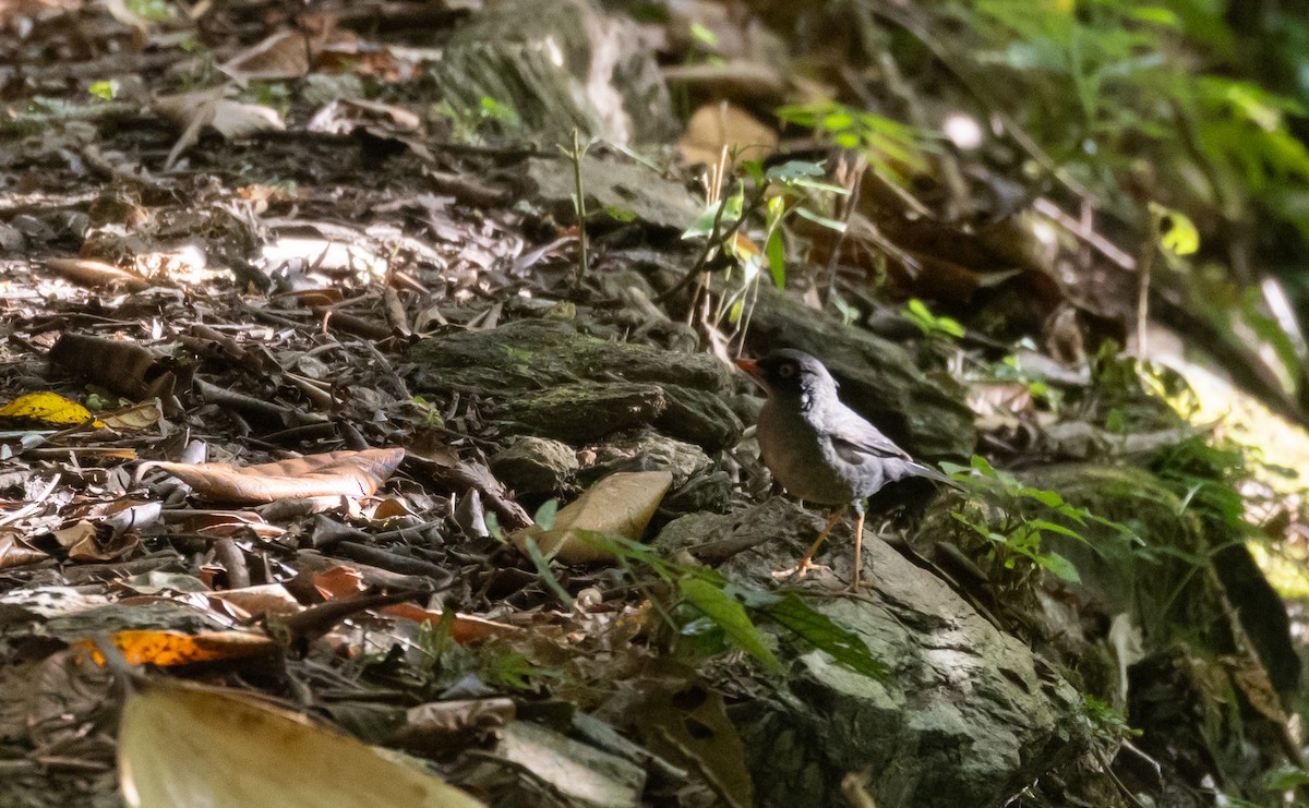 Slaty-backed Nightingale-Thrush (Slaty-backed) - ML407068831