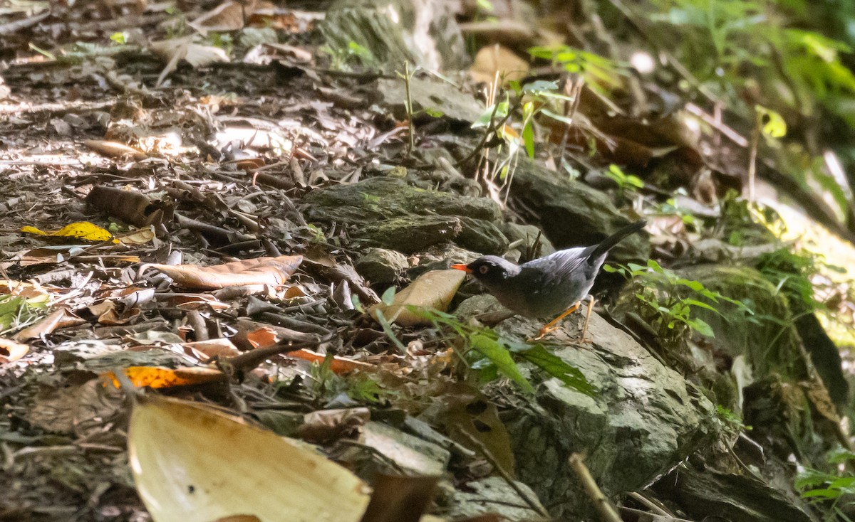 Slaty-backed Nightingale-Thrush (Slaty-backed) - ML407068851