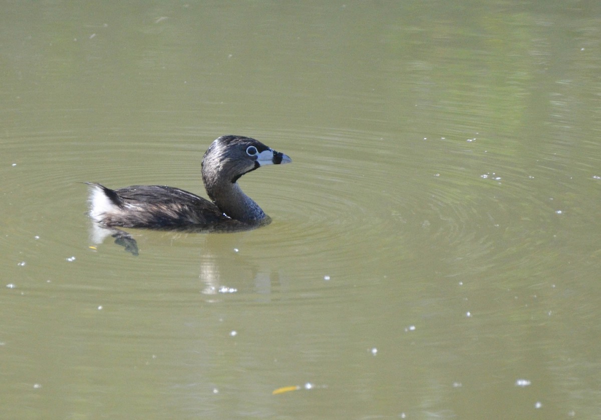 Pied-billed Grebe - ML40707061