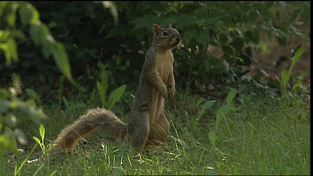 eastern fox squirrel - ML407071