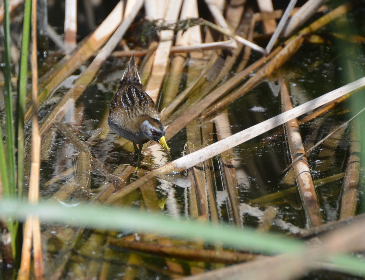 Sora Suyelvesi - ML40707111