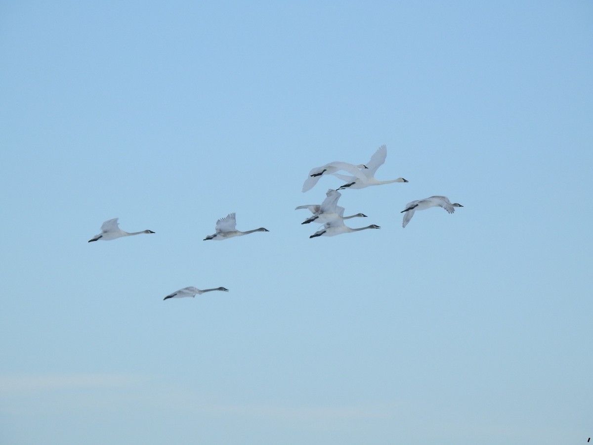 Trumpeter Swan - ML407071291