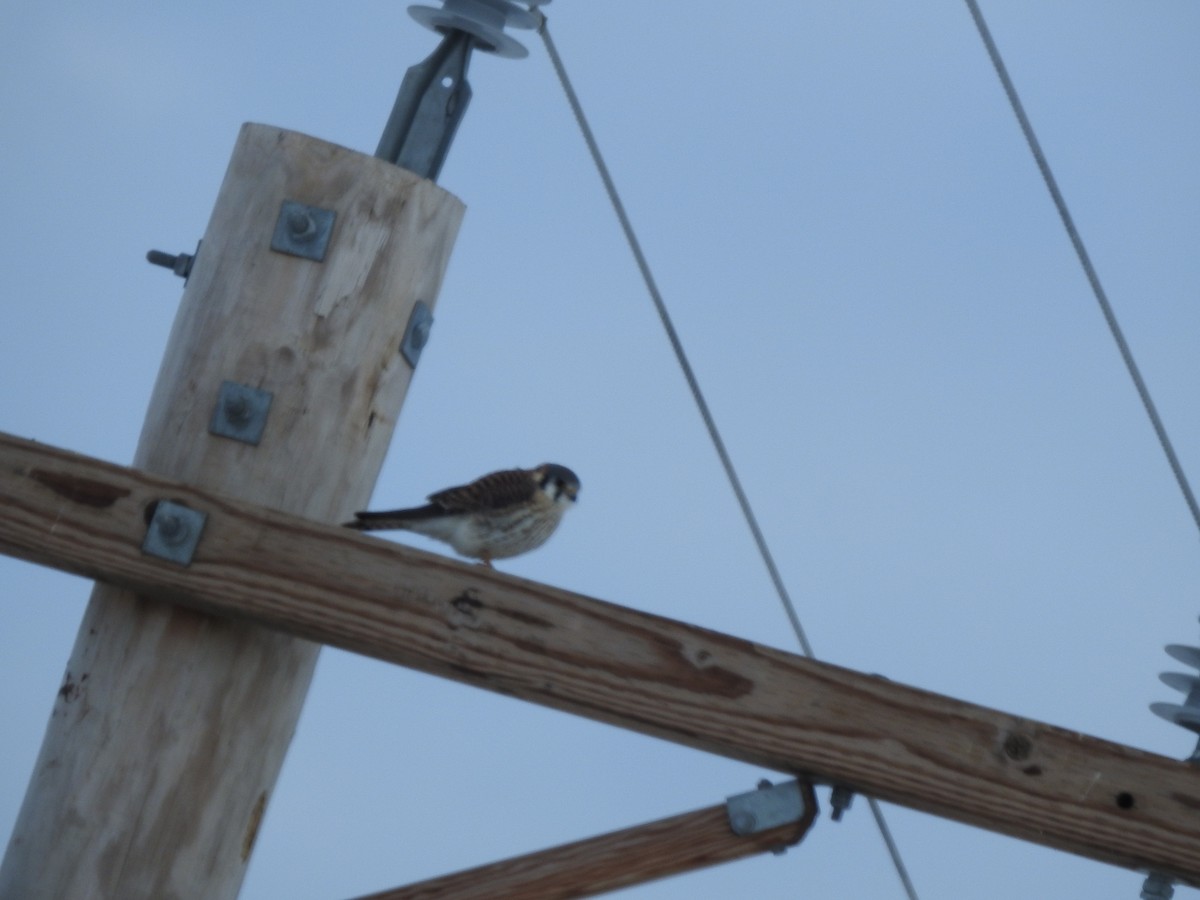 American Kestrel - ML407071441