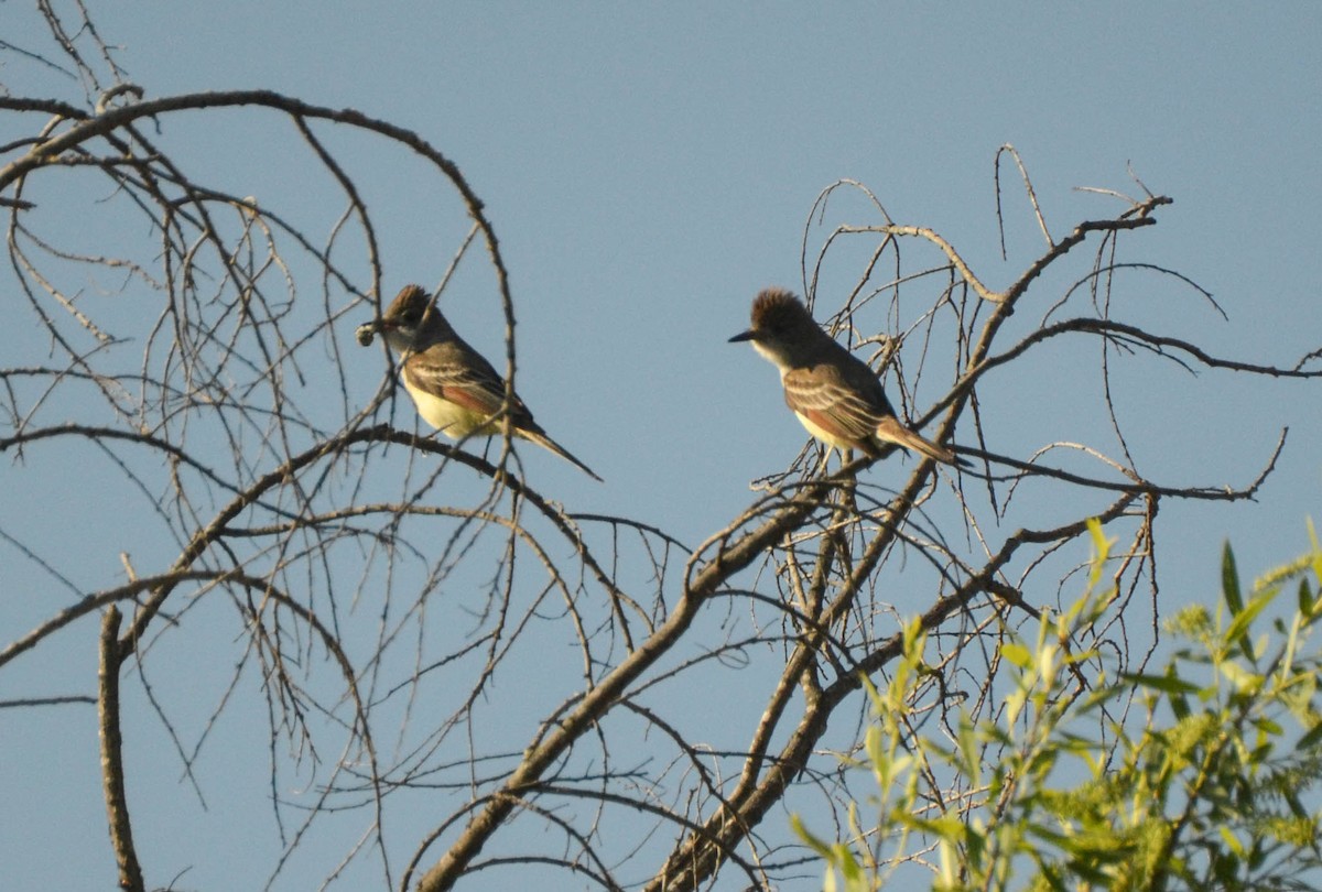 Ash-throated Flycatcher - ML40707191