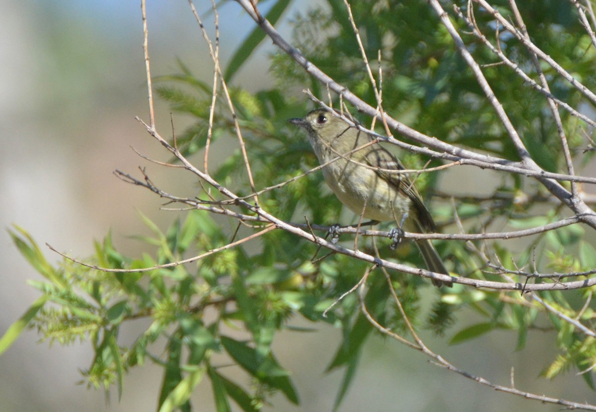 Hutton's Vireo - Ryan Andrews