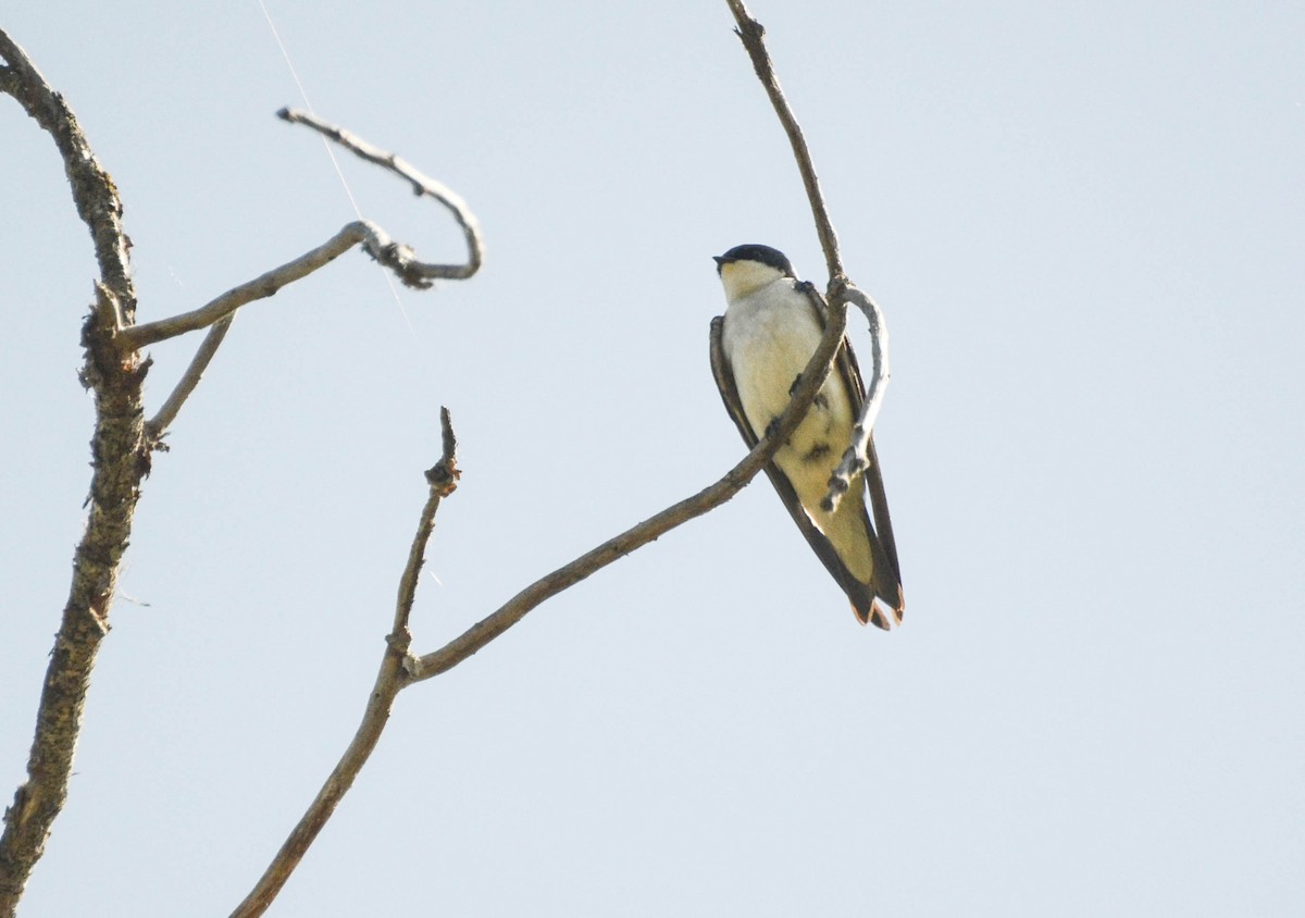 Tree Swallow - ML40707261