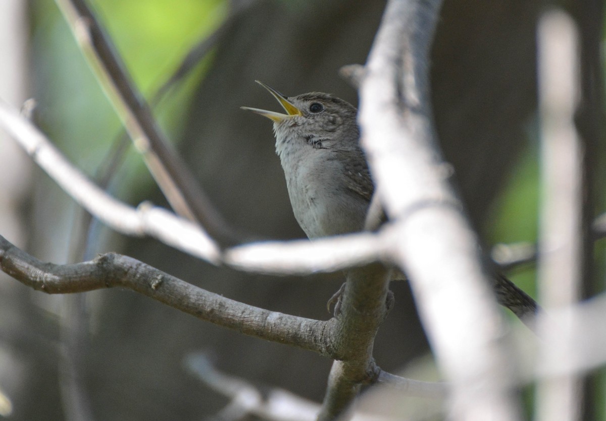 House Wren - ML40707271