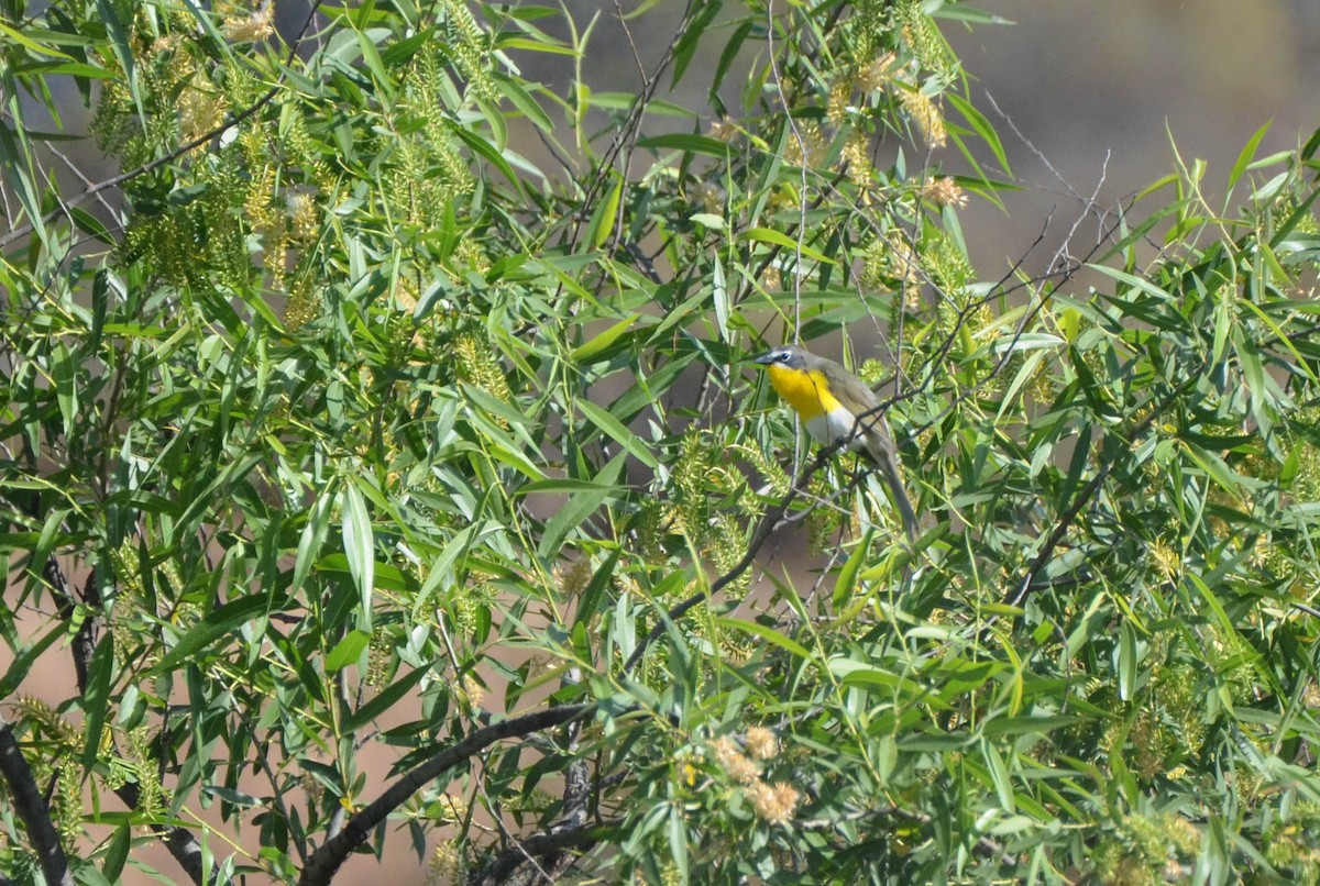 Yellow-breasted Chat - Ryan Andrews