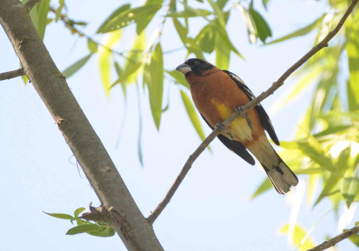 Black-headed Grosbeak - ML40707301