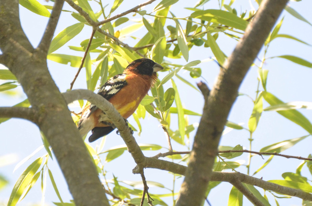 Black-headed Grosbeak - ML40707311