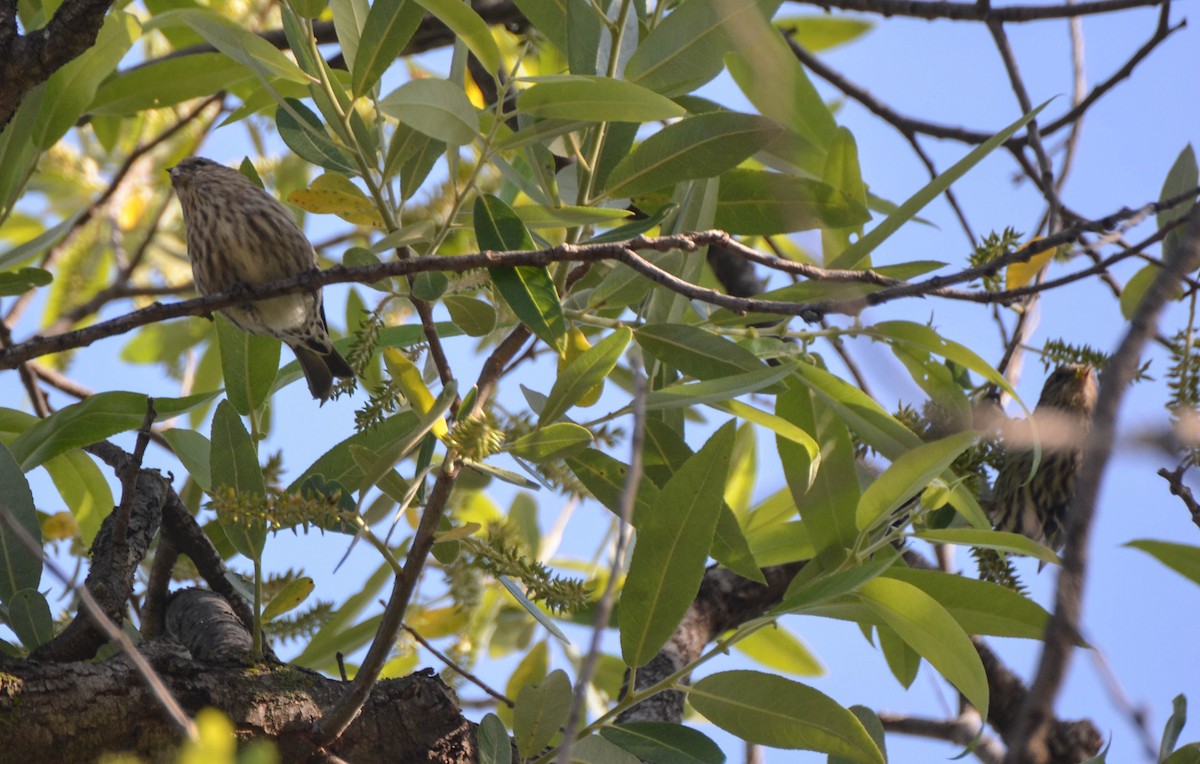 Pine Siskin - ML40707321