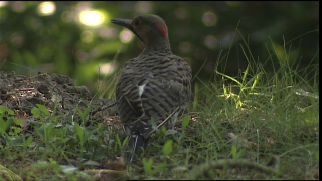 Northern Flicker (Yellow-shafted) - ML407077