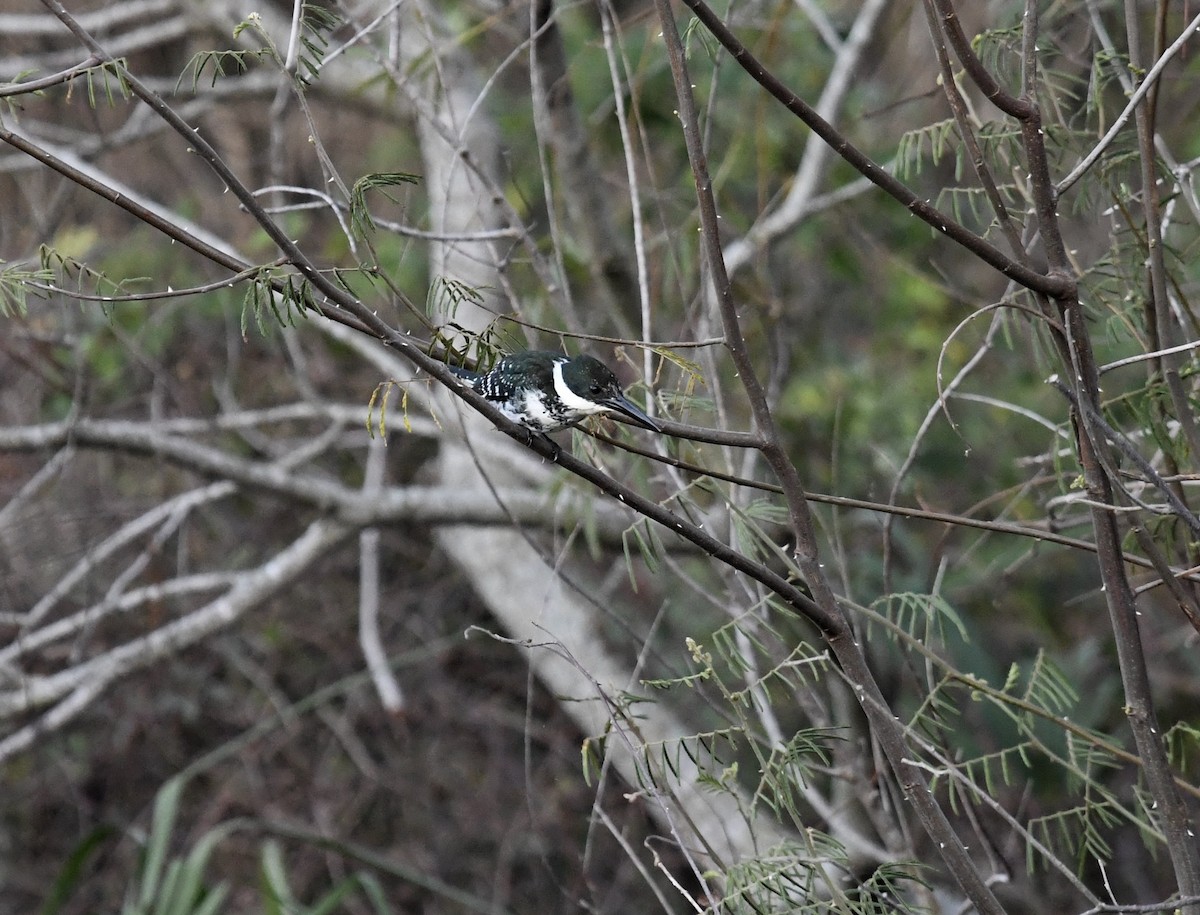 Green Kingfisher - ML407079511