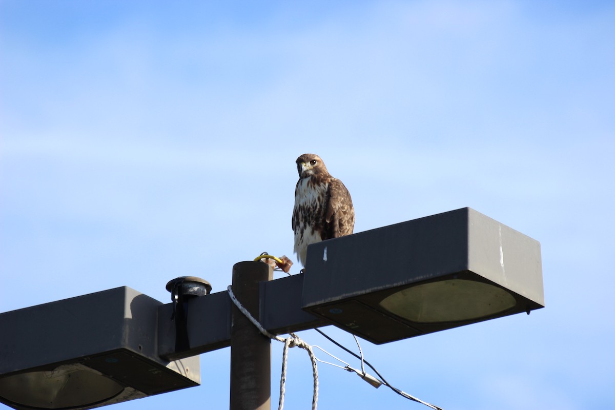 Red-tailed Hawk - ML407081131