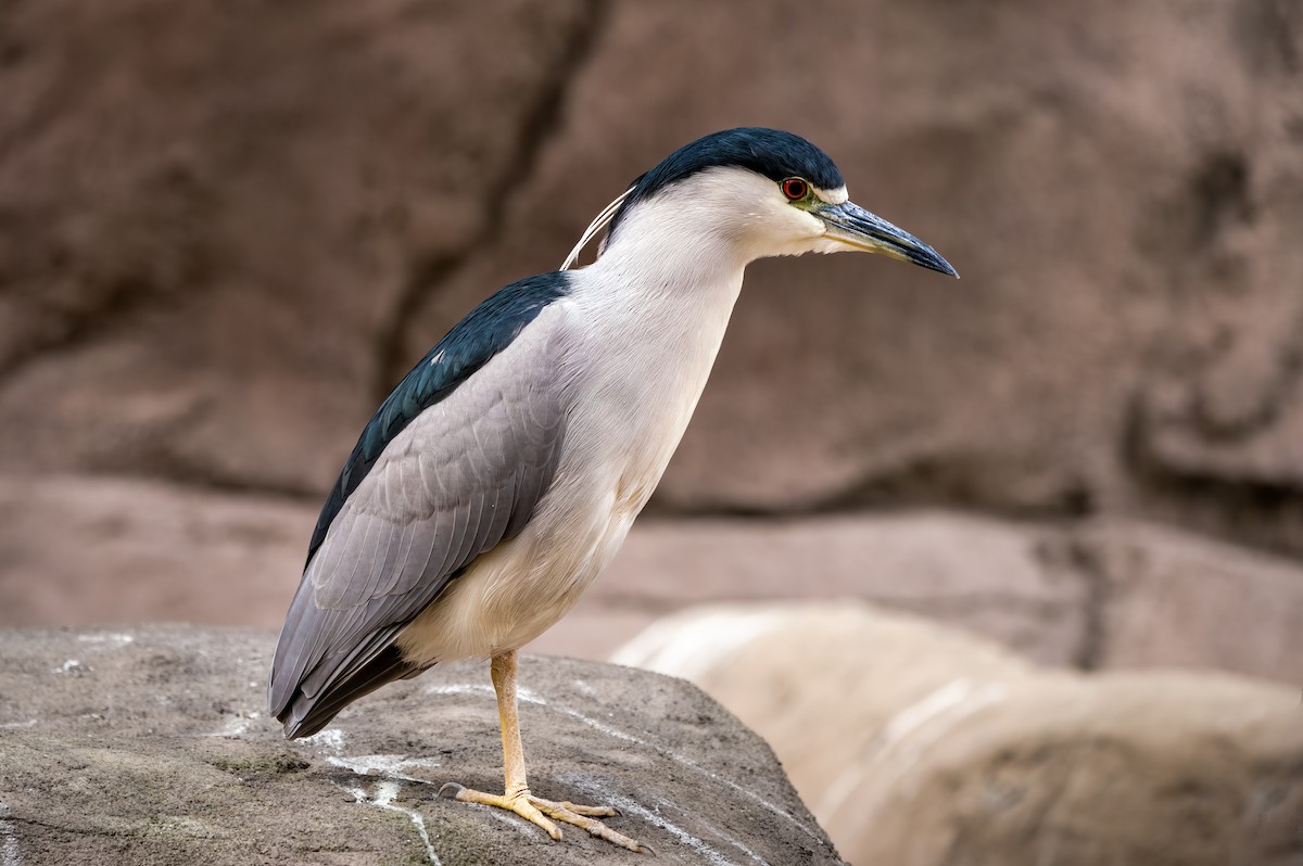 Black-crowned Night Heron - ML407081331