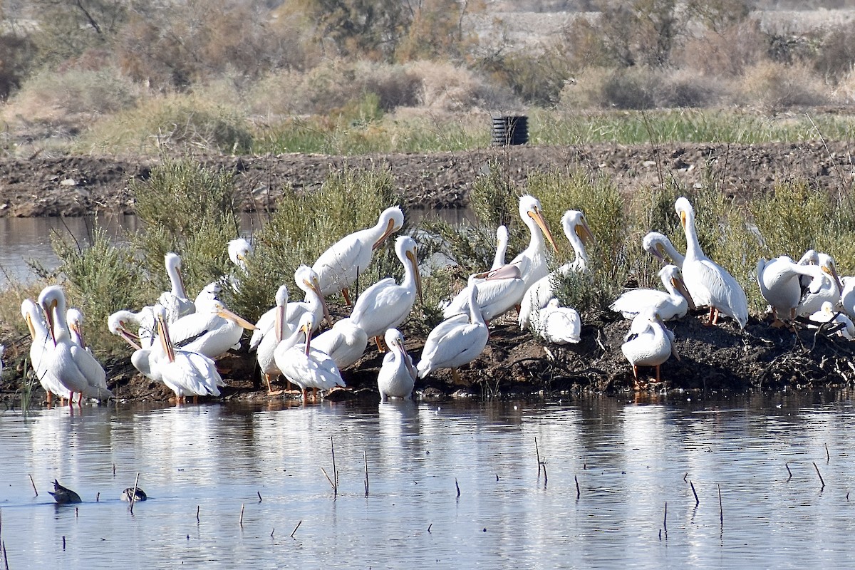 American White Pelican - Paul Nelson