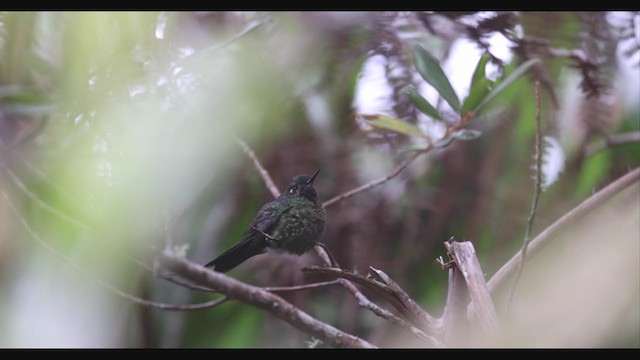 kolibřík dřišťálový (ssp. districta) - ML407083091