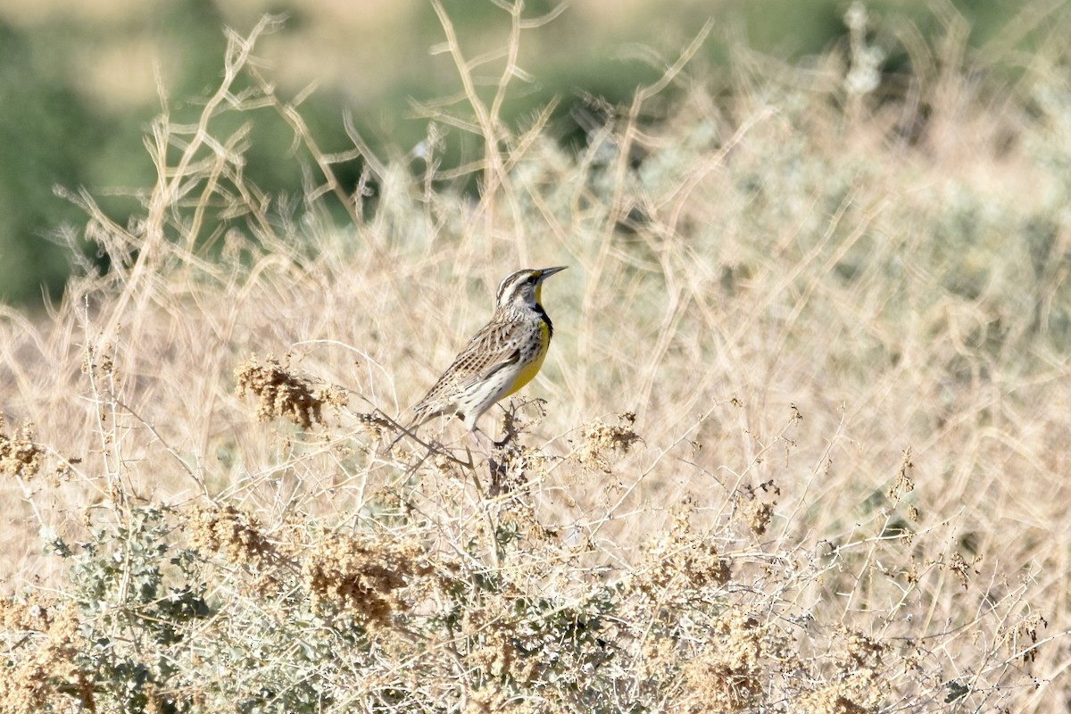 Western Meadowlark - Paul Nelson