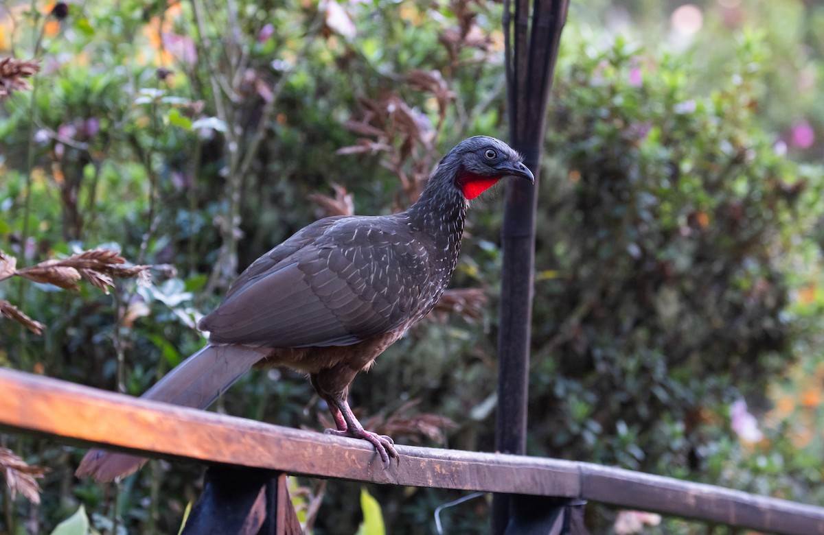 オビオシャクケイ - ML407087341