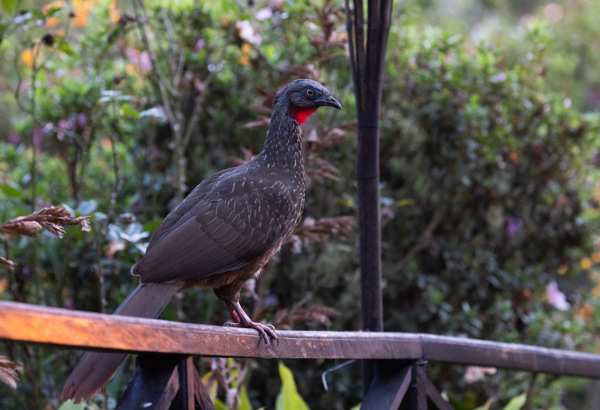 オビオシャクケイ - ML407087351