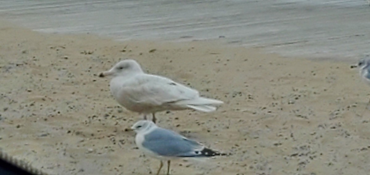 北極鷗 - ML407087471