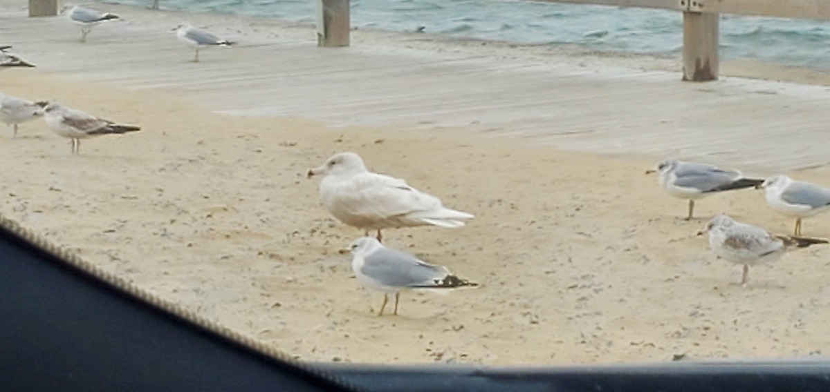 北極鷗 - ML407087481