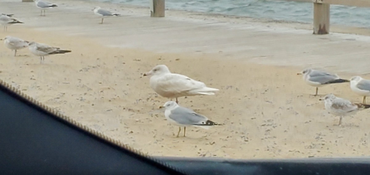 北極鷗 - ML407087491