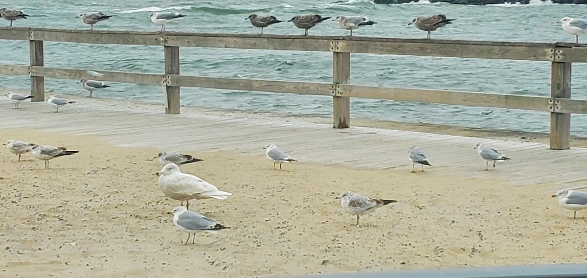 北極鷗 - ML407087501