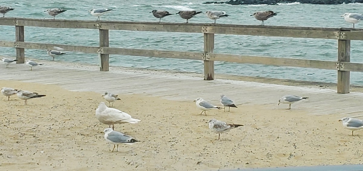 北極鷗 - ML407087511