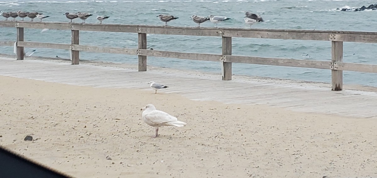 北極鷗 - ML407087531