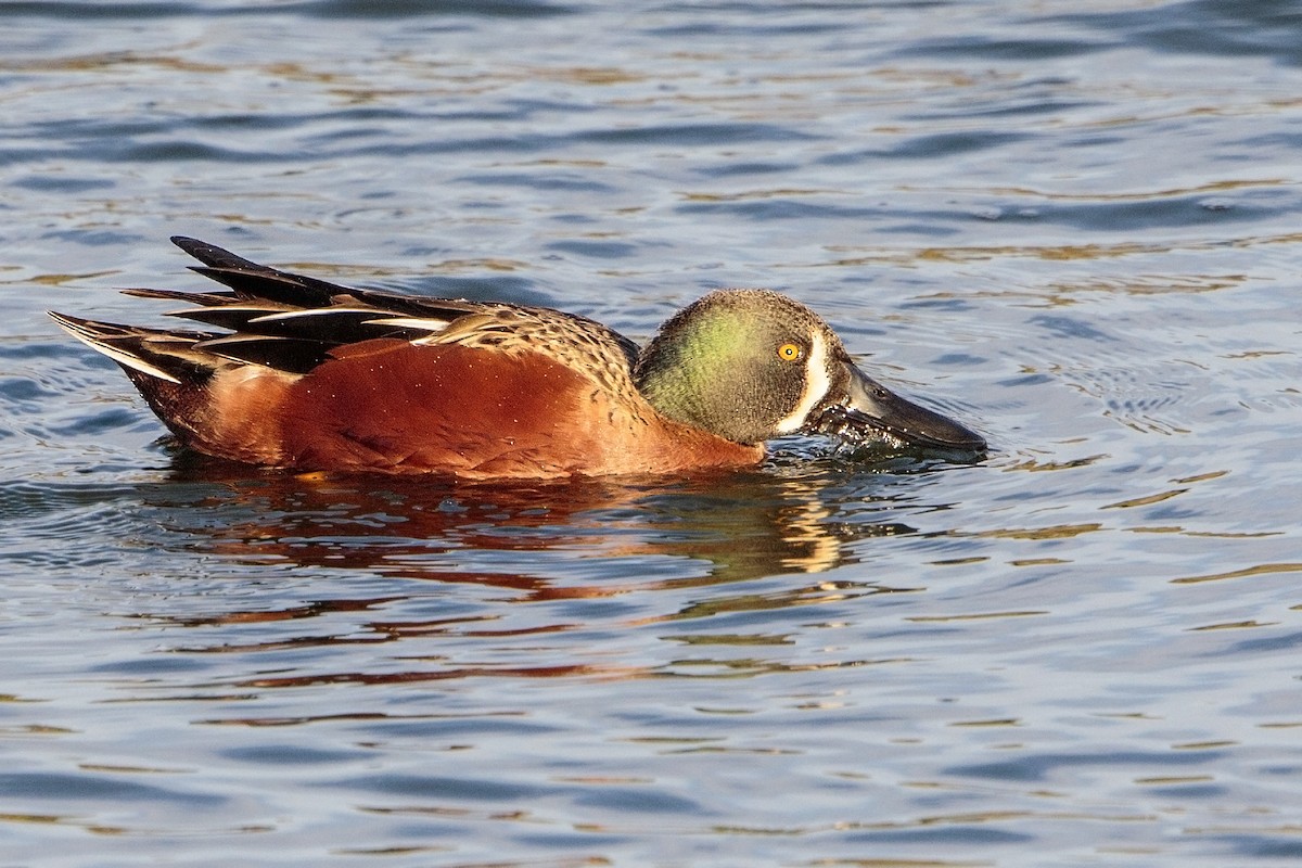 Cinnamon Teal x Northern Shoveler (hybrid) - ML40708761