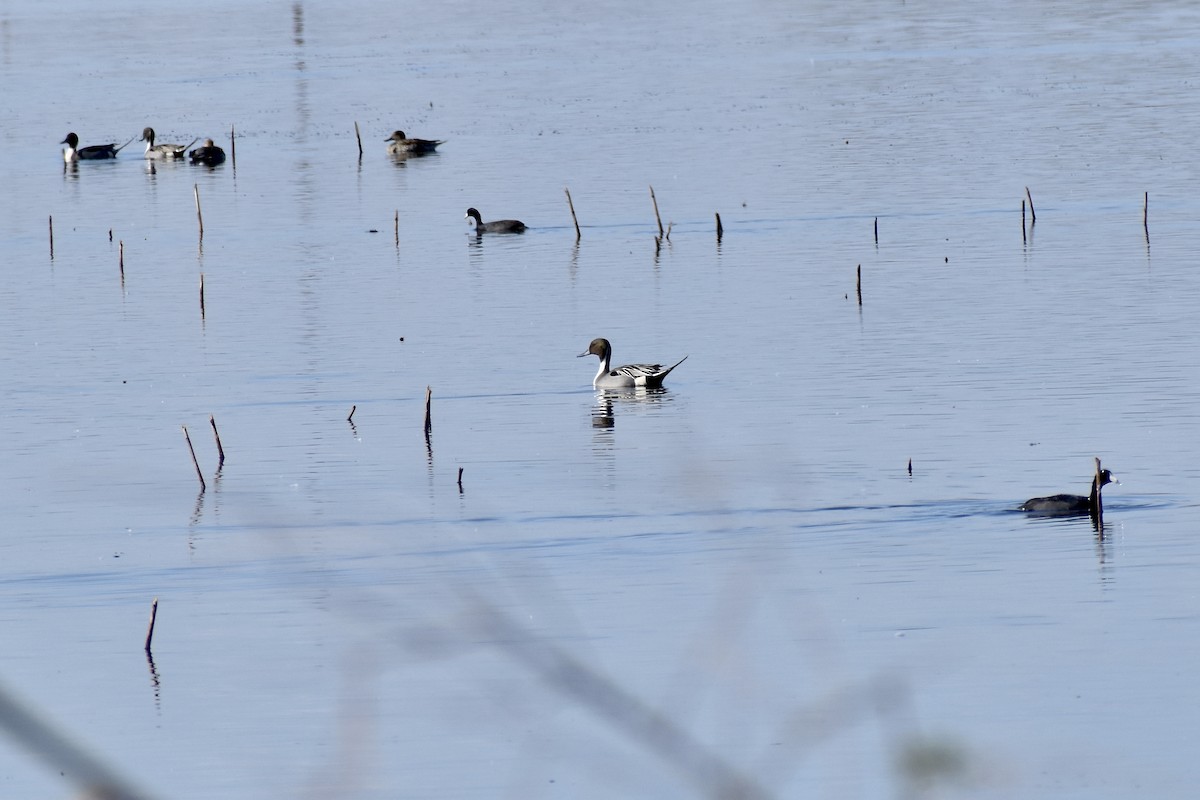 Northern Pintail - Paul Nelson