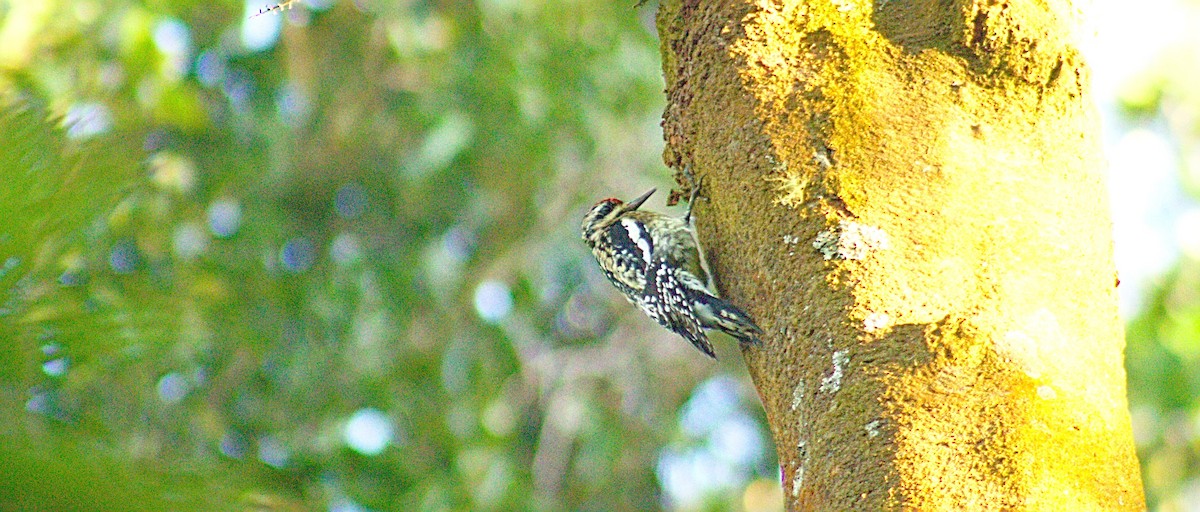 Yellow-bellied Sapsucker - ML407087711