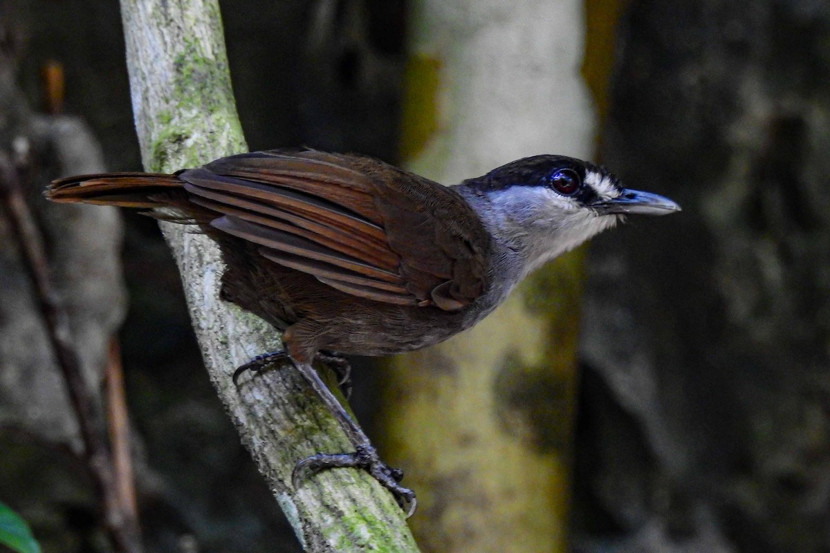 Black-browed Babbler - Panji Gusti Akbar