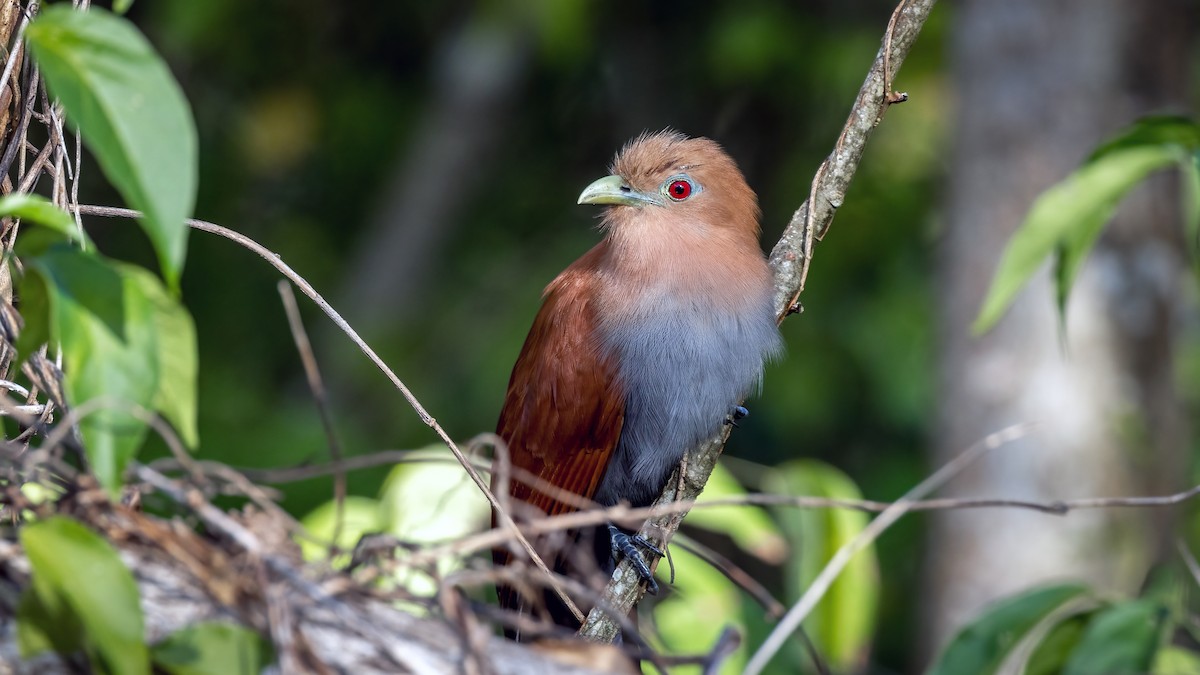 Squirrel Cuckoo - ML407088321