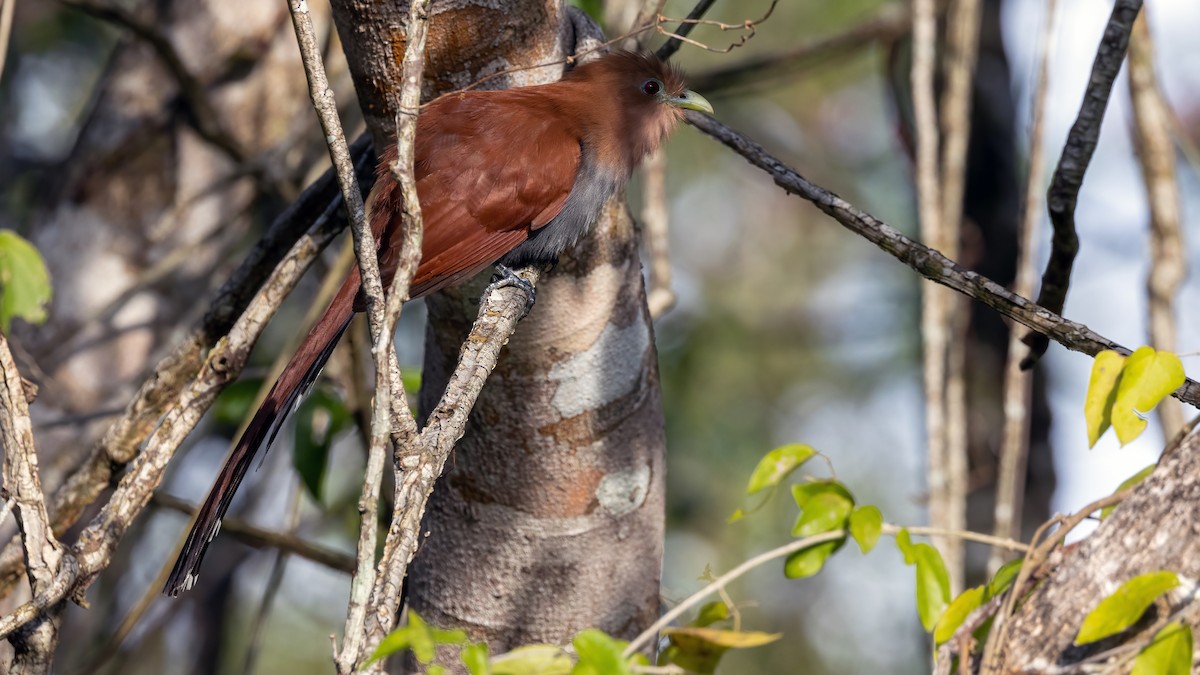 Squirrel Cuckoo - ML407088341