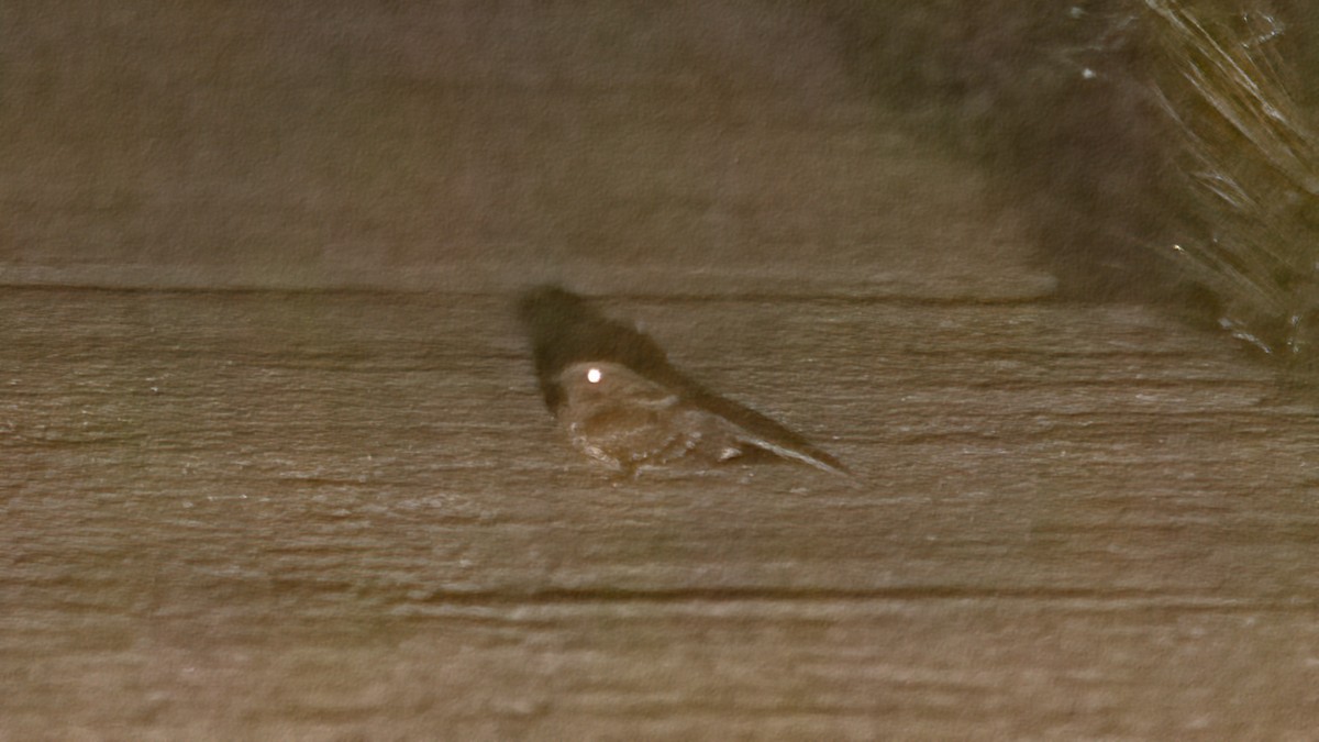 Yucatan Nightjar - ML407088351