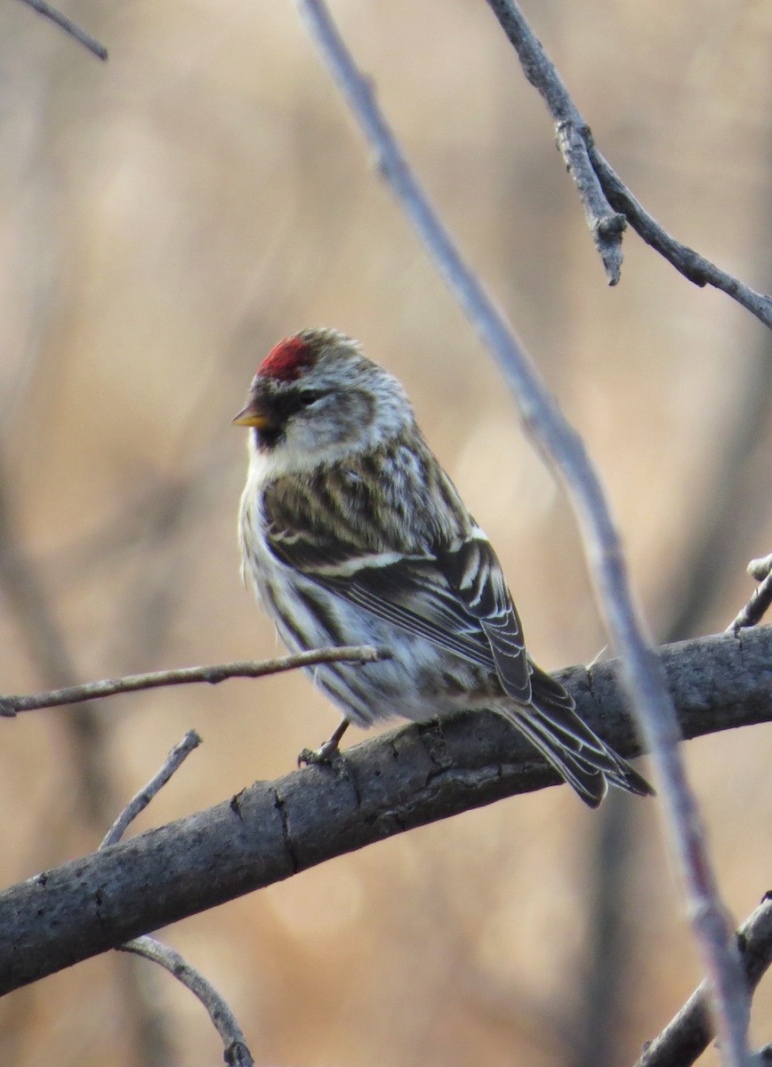 Common Redpoll - Chris Anderson