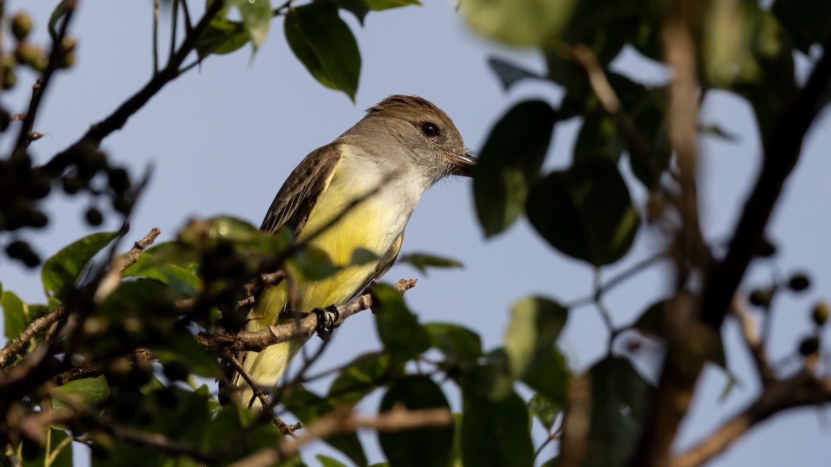 Yucatan Flycatcher - ML407088451