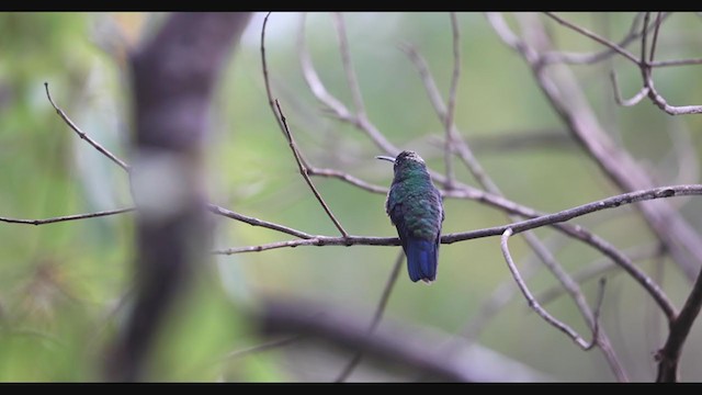 kolibrík ocelovořitý - ML407088631