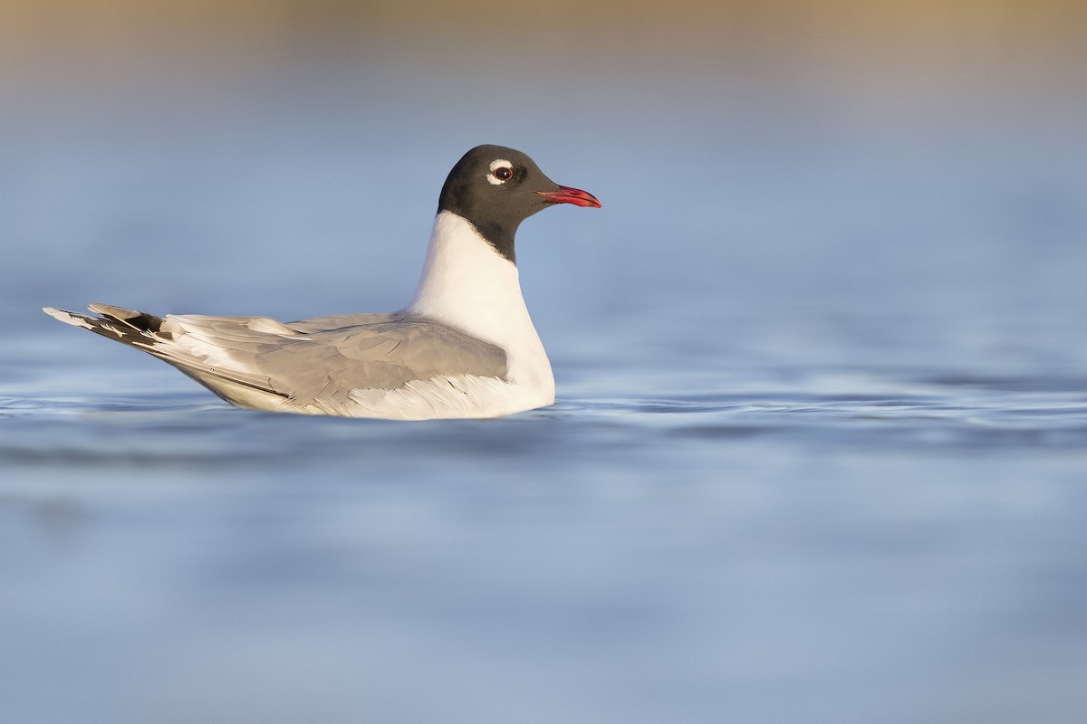 Franklin's Gull - Matt Misewicz