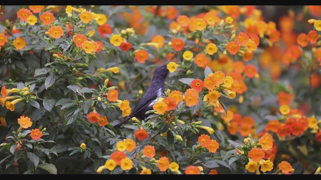 White-sided Flowerpiercer - ML407088721