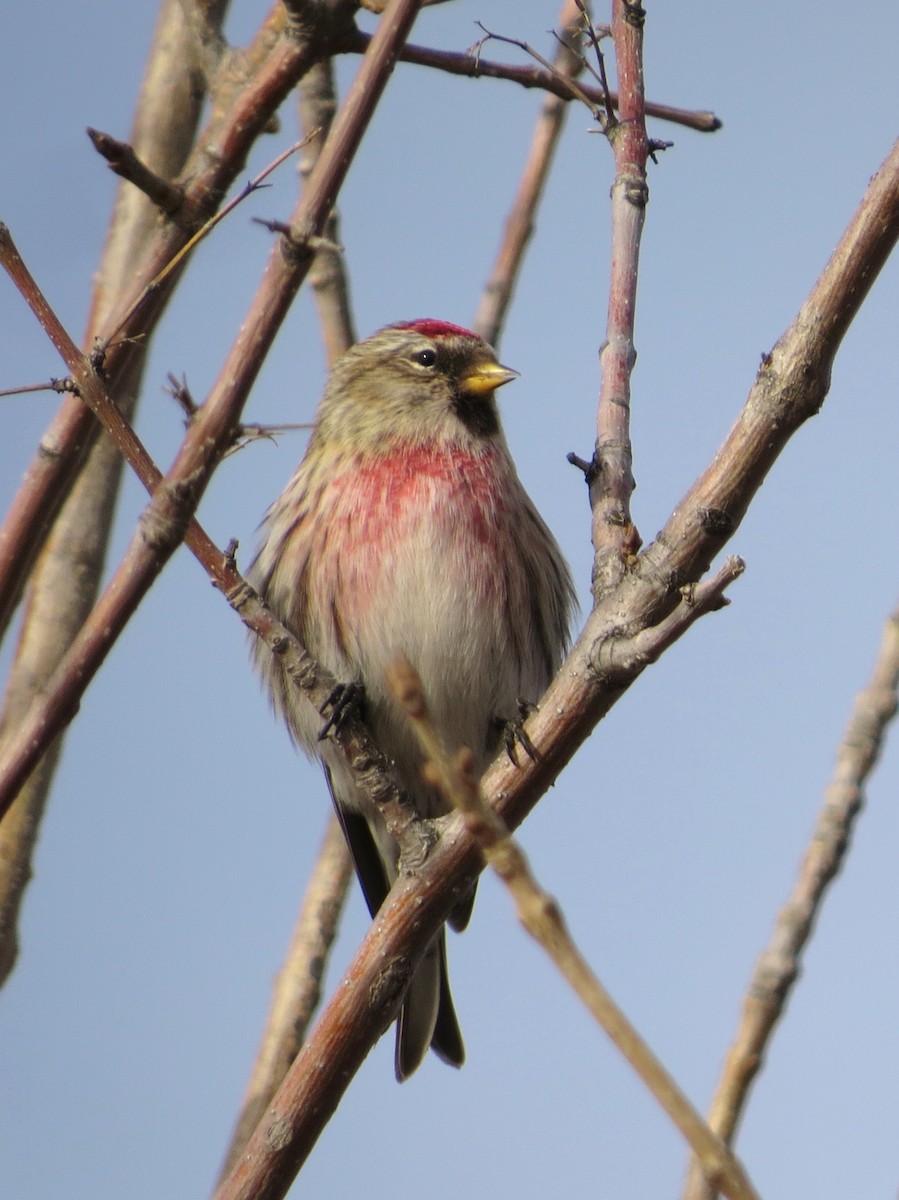 Common Redpoll - ML407088831