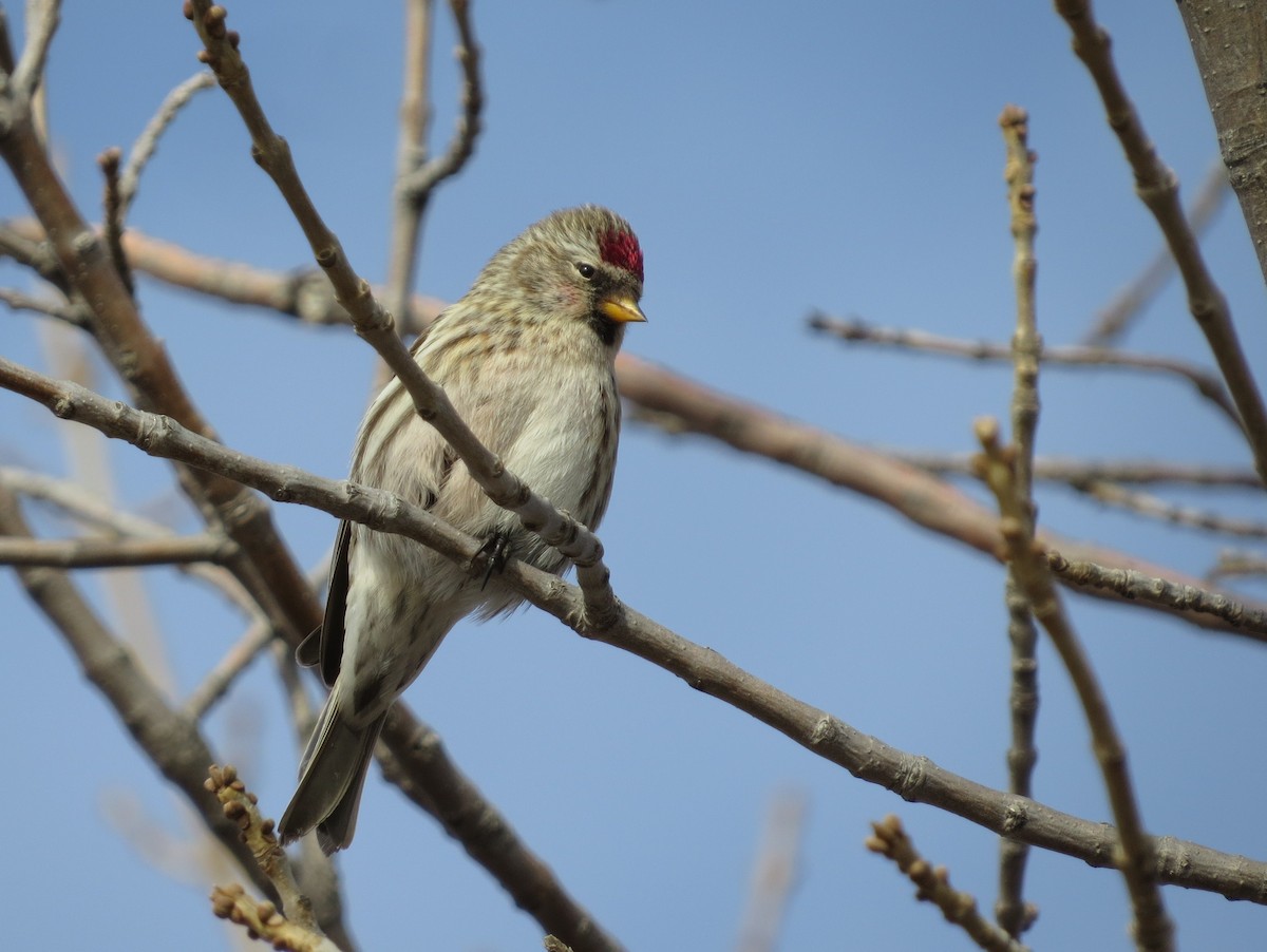 Common Redpoll - ML407089031