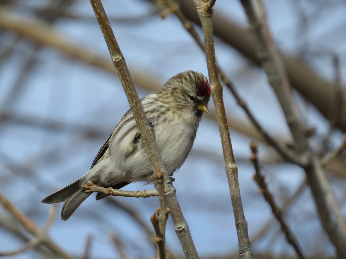 Common Redpoll - ML407089111