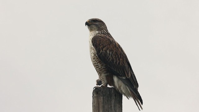 Ferruginous Hawk - ML407089621