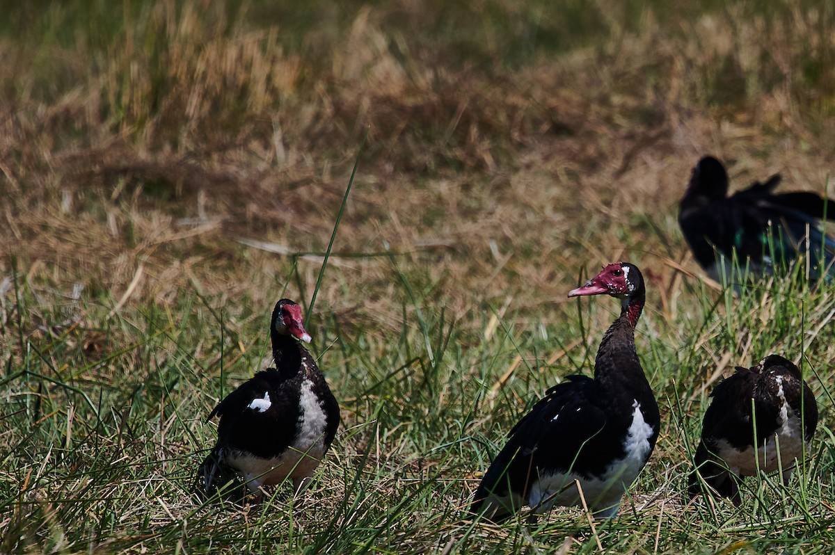 Spur-winged Goose - Nick Hamatake