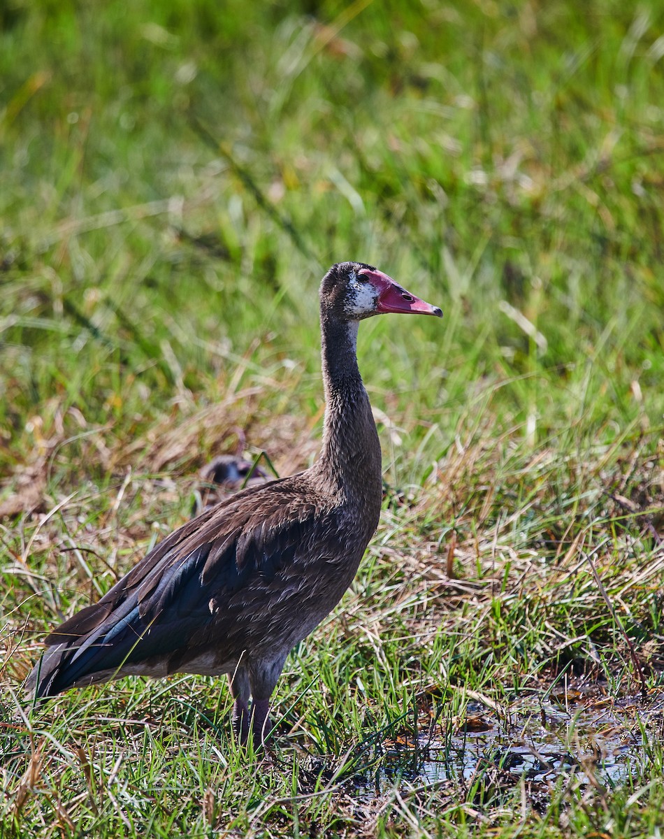 Spur-winged Goose - Nick Hamatake