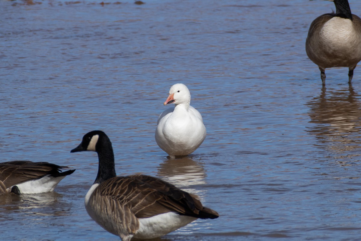 Oie des neiges - ML407091131